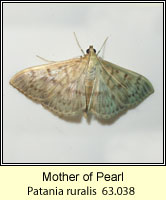 Mother of Pearl, Patania ruralis (Pleuroptya ruralis)