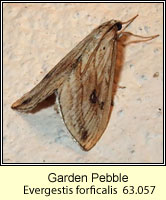 Garden Pebble, Evergestis forficalis
