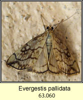 Evergestis pallidata