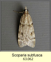 Scoparia subfusca