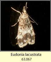Eudonia lacustrata (Dipleurina lacustrata)