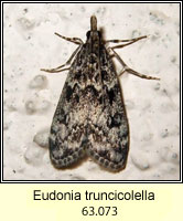 Eudonia truncicolella