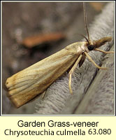 Garden Grass-veneer, Chrysoteuchia culmella