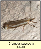 Crambus pascuella