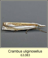 Crambus uliginosellus