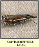 Crambus lathoniellus