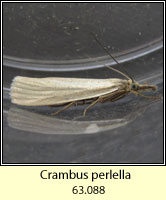 Crambus perlella