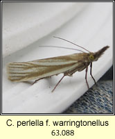 Crambus perlella f warringtonellus