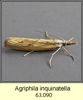 Agriphila inquinatella