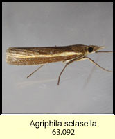 Agriphila selasella