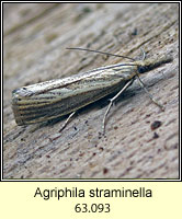 Agriphila straminella