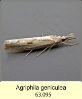Agriphila geniculea