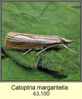 Catoptria margaritella