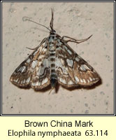 Brown China Mark, Elophila nymphaeata