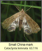 Small China-mark, Cataclysta lemnata