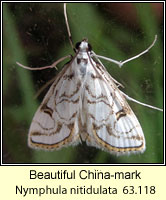 Beautiful China-mark, Nymphula nitidulata