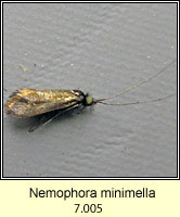 Nemophora minimella
