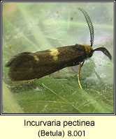 Incurvaria pectinea