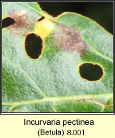 Incurvaria pectinea
