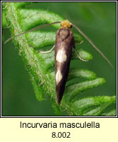 Incurvaria masculella