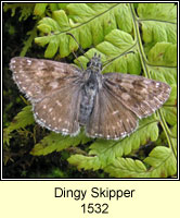 Dingy Skipper, Erynnis tages
