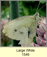 Large White, Pieris brassicae