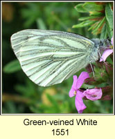 Green-veined White, Pieris napi