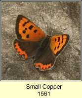 Small Copper, Lycaena phlaeas