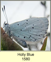 Holly Blue, Celastrina argiolus