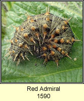 Red Admiral, Vanessa atalanta (caterpillar)