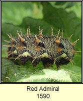 Red Admiral, Vanessa atalanta (caterpillar)
