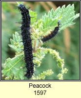 Peacock, Inachis io (caterpillar)