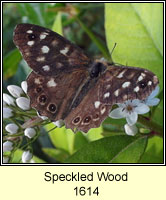 Speckled Wood, Parage aegeria
