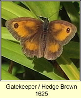 Gatekeeper, Hedge Brown, Pyronia tithonus