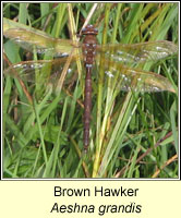 Brown Hawker, Aeshna grandis