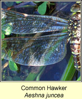 Common Hawker, Aeshna juncea