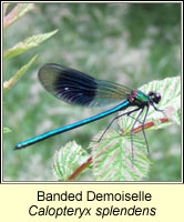 Banded Demoiselle, Calopteryx splendens