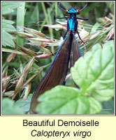 Beautiful Demoiselle, Calopteryx virgo