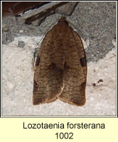 Lozotaenia forsterana