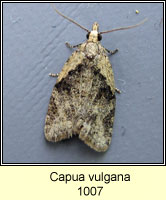 Capua vulgana