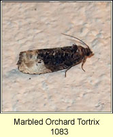Marbled Orchard Tortrix, Hedya nubiferana