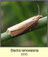 Bactra lancealana