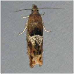 Nut Bud Moth, Epinotia tenerana