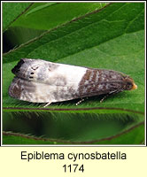 Epiblema cynosbatella