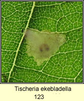 Tischeria ekebladella (larva)