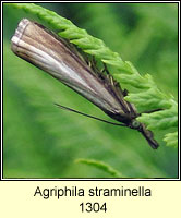 Agriphila straminella