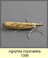 Agriphila inquinatella