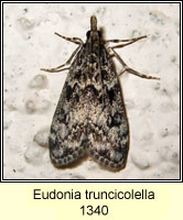 Eudonia truncicolella