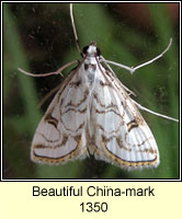 Beautiful China-mark, Nymphula nitidulata
