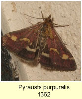 Pyrausta purpuralis